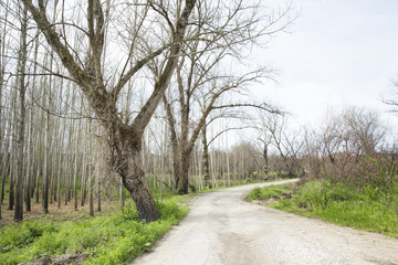 Dirt road in the village