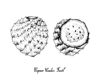 Hand Drawn of Copao Cactus Fruits on White Background