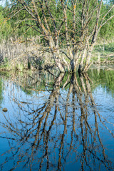 dry branched tree with cracks in the trunk stands in blue water marshland with dry grass and green forest