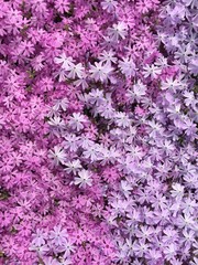 Fototapeta premium A bed of pink flowers at the Bayard Cutting Arboretum in Oakdale, Long Island, New York