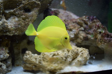 Naklejka na ściany i meble Yellow Tang Marine Fish