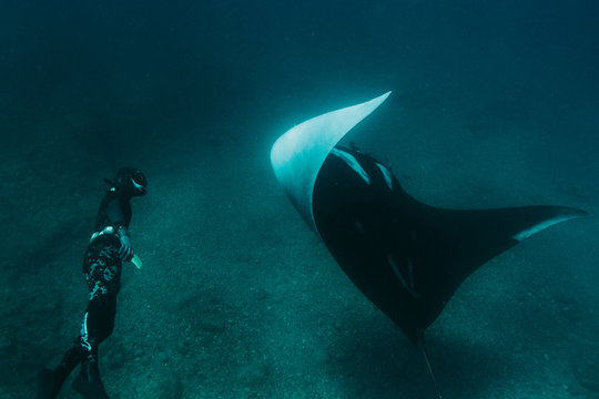 Manta Ray