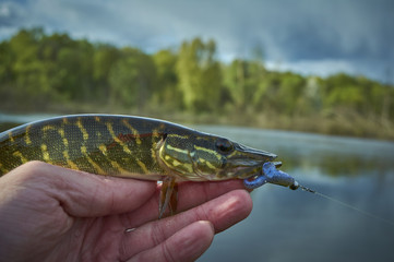 Fish in the fisherman's hand. The pike is caught on a jig with a soft silicone bait. The bait in...