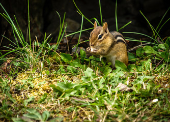 Closeup of chipmunk sitting in the grass eating.