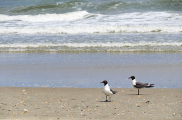 Seagulls on the beach with waves in background