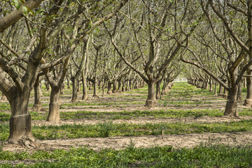 Fototapeta premium Walnut orchard