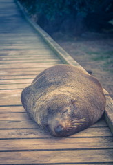 Obraz premium Close up image of a Fur Seal sleeping on a wooden walkway in Kaikoura, New Zealand.