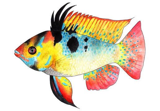 Apistogramma ramirezi. Microgeophagus ramirezi. Dwarf butterfly cichlid. Aquarium fish, tropical fish.
Bright tropical fish. Small popular aquarium fish. Watercolor illustration.