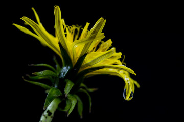 Fototapeta premium Blooming dandelion. Yellow flower photographed in a photo studio.