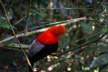Coq-de-roche péruvien ou Gallito de las rocas