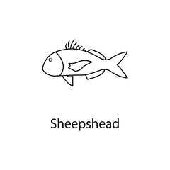 sheepshead icon. Element of marine life for mobile concept and web apps. Thin line sheepshead icon can be used for web and mobile. Premium icon