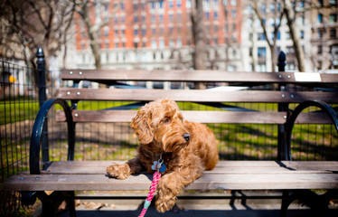 Golden doodle sitting on park bench