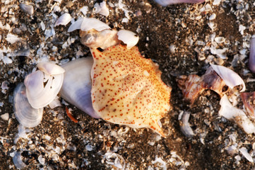 seashell background vietnam beach