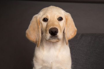 close up of yellow lab puppy