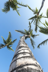 Coconut palm trees in a tropical beach