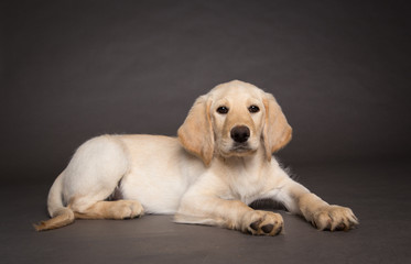 Studio portrait of yellow lab puppy