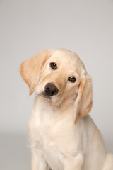 Yellow lab puppy in studio