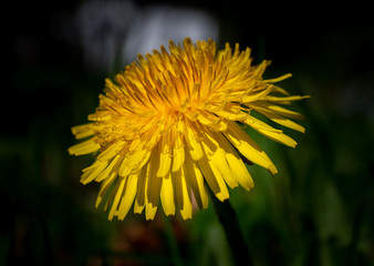Dandelion close up