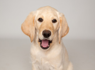 Yellow lab puppy with mouth open