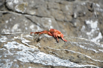 Red spotted crab