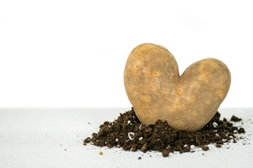 Obraz premium closeup of heart shape russet potato in dirt