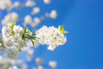 Cherry blossom on blue sky.