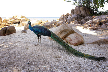 full body of indian peacock standing on sea beach at koh mun-nok island rayong eastern of thailand