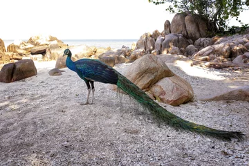 Cercles muraux Paon full body of indian peacock standing on sea beach at koh mun-nok island rayong eastern of thailand