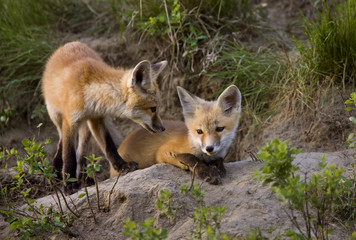 Fox Kits at Play