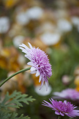 Purple Flower Nature