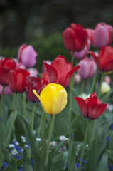 Fototapeta premium Tulip Yallow and Red
