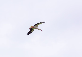 Stork around the nest in a belfry