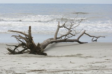 Remnants of a hurricane, driftwood on the beach