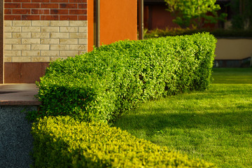 linearly cut bushes decorating the porch of the house