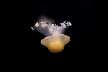 Jelly fish on black isolated background