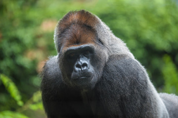 Portrait of a west lowland silverback gorilla