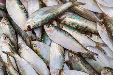 Closeup fresh raw mackerel fish in market.selective focus.