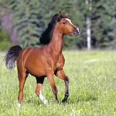 Beautiful Bay Arabian Colt galloping in summer meadow.