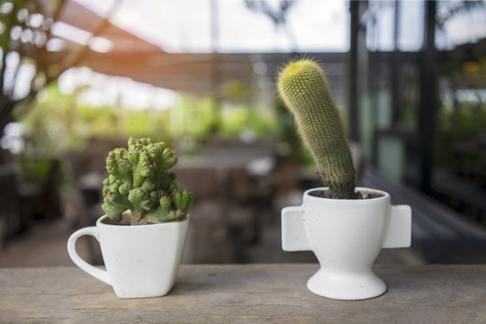 Close up cactus, coffee shop background.