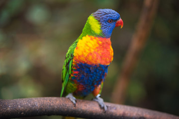 Rainbow lorikeet