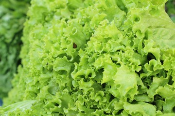Fresh lettuce for cooking at street food