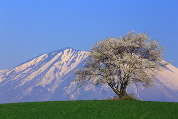 岩手山と一本桜