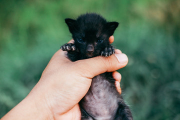 My Cute Little Black Cat Baby