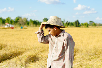 Brown Skin Farmer And His Rice Field 