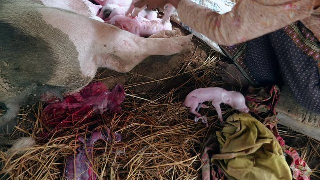 Newborn piglet's first attempts to stand up; piglets fighting to suckle the sow's teats and get milk in the background