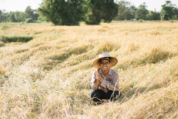 Naklejka na ściany i meble Brown Skin Farmer And His Rice Field 