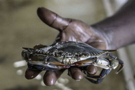 soft shell crab fresh out of its shell held in hand