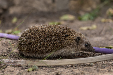 European hedgehog