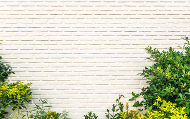 Green leaves and white wall background.