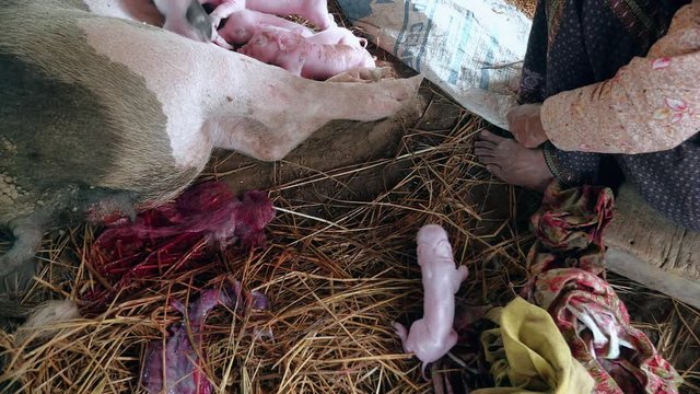 Newborn piglet's first attempts to stand up; piglets fighting to suckle the sow's teats and get milk in the background